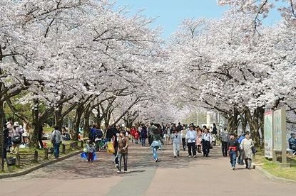 Cherry Blossom Report 2011: Osaka Report