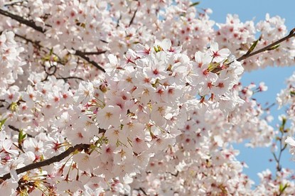 Cherry Blossom Report 2011: Osaka Report