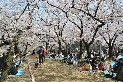 Cherry Blossom Report 2011: Osaka Report