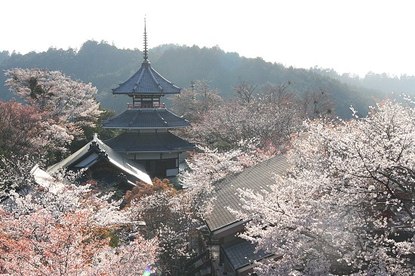 Cherry Blossom Report 2011: Yoshino Report