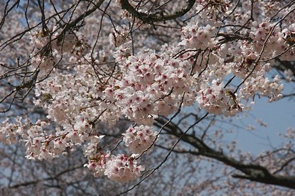 Cherry Blossom Report 2011: Yoshino Report