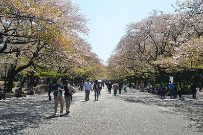 Cherry Blossom Report 2011: Tokyo Report