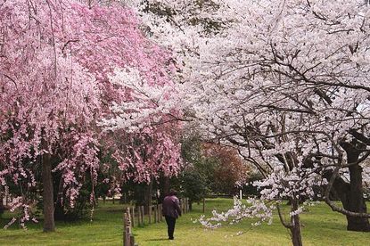 Cherry Blossom Report 2011: Sendai Report