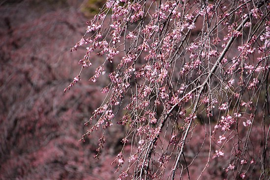 Cherry Blossom Report 2011: Tokyo Report