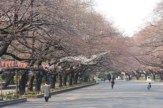 Cherry Blossom Report 2011: Tokyo Report