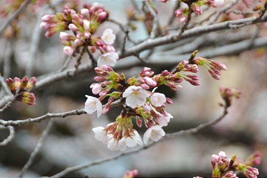 Cherry Blossom Report 2011: Tokyo Report