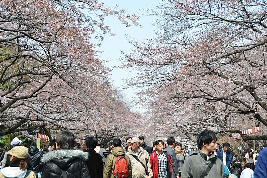 Cherry Blossom Report 2011: Tokyo Report