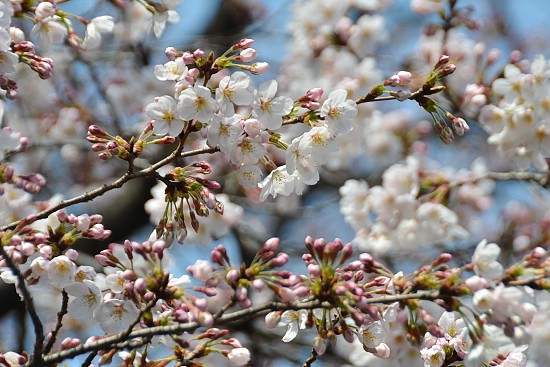 Cherry Blossom Report 2011: Tokyo Report