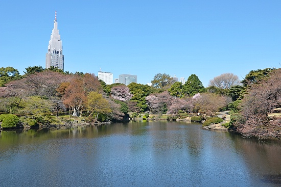 Cherry Blossom Report 2011: Tokyo Report