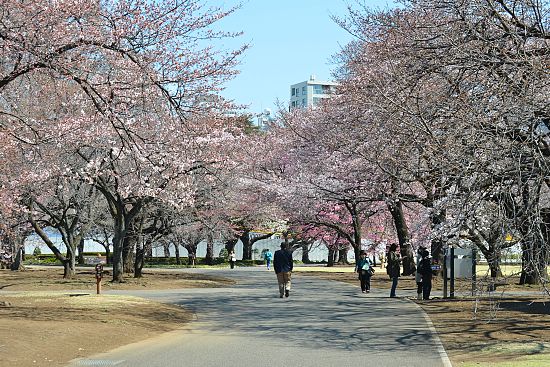 Cherry Blossom Report 2011: Tokyo Report