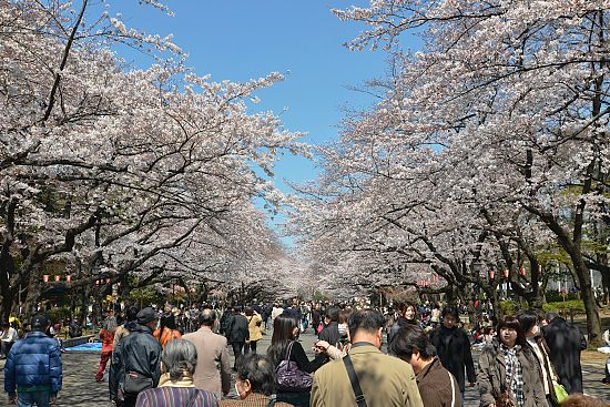 Cherry Blossom Report 2011: Tokyo Report