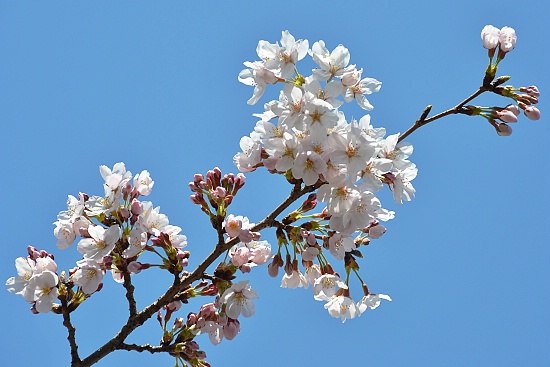 Cherry Blossom Report 2011: Tokyo Report