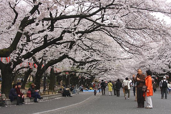 Cherry Blossom Report 2011: Tokyo Report