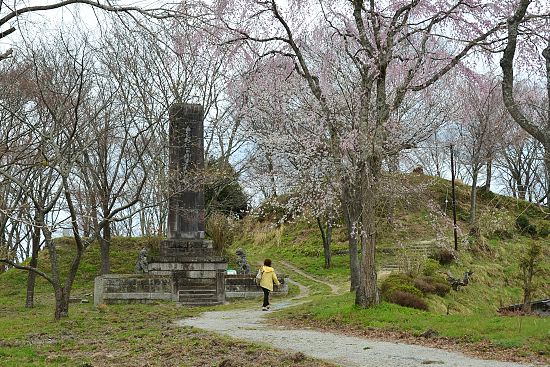 Cherry Blossom Report 2011 Yoshino Report