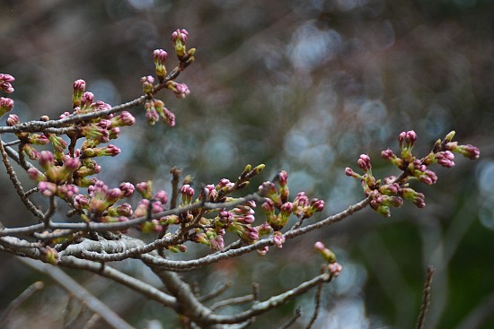 Scott's Japan Travel Journal: Cherry Blossom Report: Yoshino