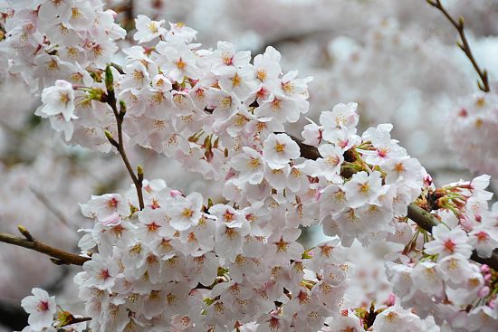 Cherry Blossom Report 2011: Kyoto Report