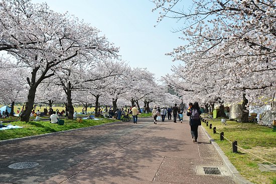 Cherry Blossom Report 2011: Osaka Report