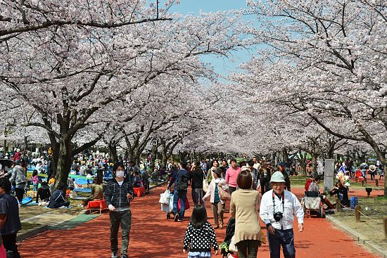 Cherry Blossom Report 2011: Osaka Report