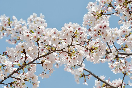 Cherry Blossom Report 2011: Osaka Report