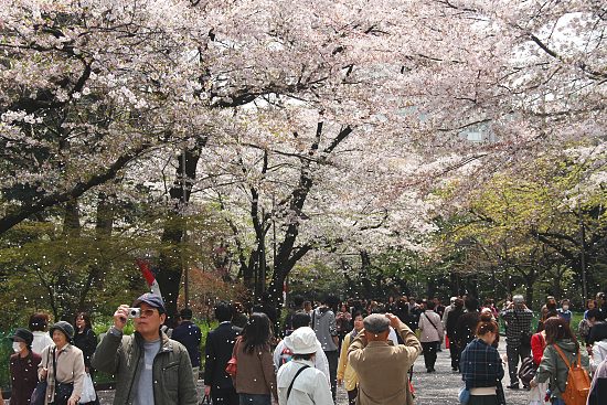 Cherry Blossom Report 2011: Tokyo Report