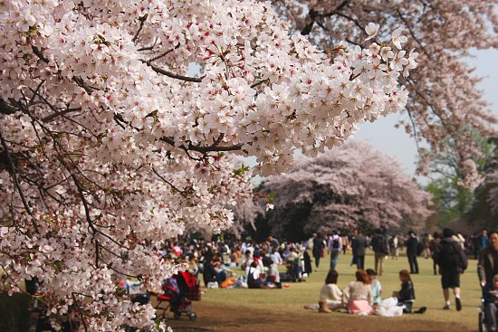 Cherry Blossom Report 2011: Tokyo Report