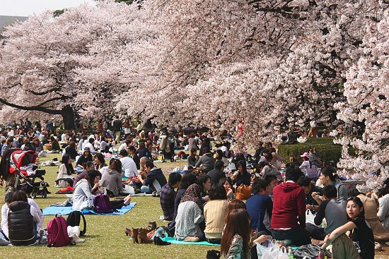 Cherry Blossom Report 2011: Tokyo Report