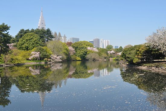 Cherry Blossom Report 2011: Tokyo Report