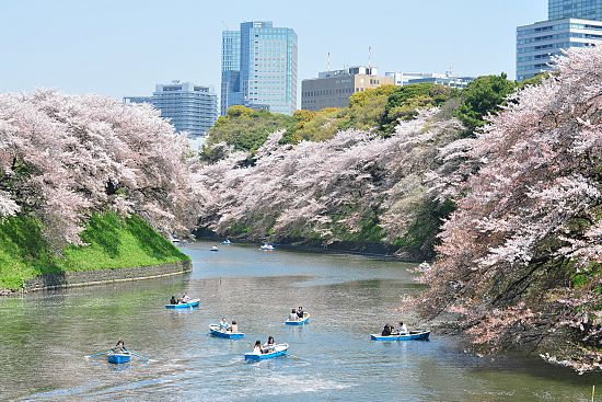 Cherry Blossom Report 2011: Tokyo Report