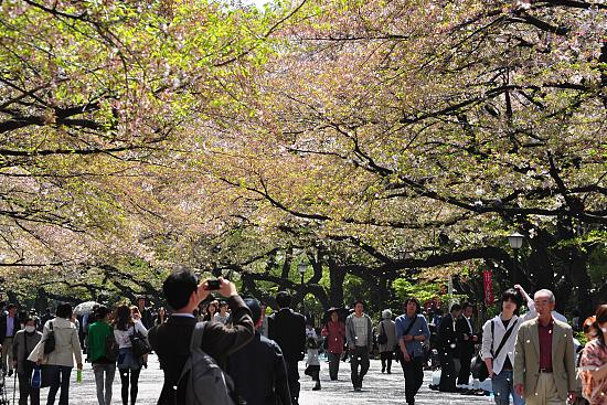 Cherry Blossom Report 2011: Tokyo Report