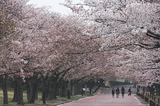 Cherry Blossom Report 2011: Osaka Report