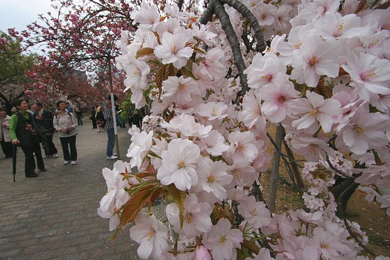 Cherry Blossom Report 2011: Osaka Report