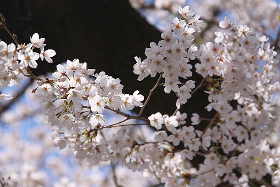 Cherry Blossom Report 2011: Fujigoko Report