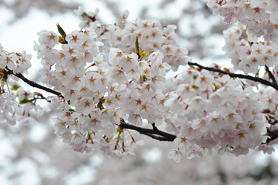 Cherry Blossom Report 2011: Hirosaki Report