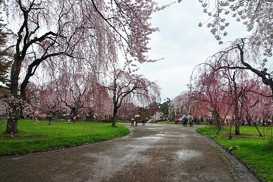 Cherry Blossom Report 2011: Hirosaki Report