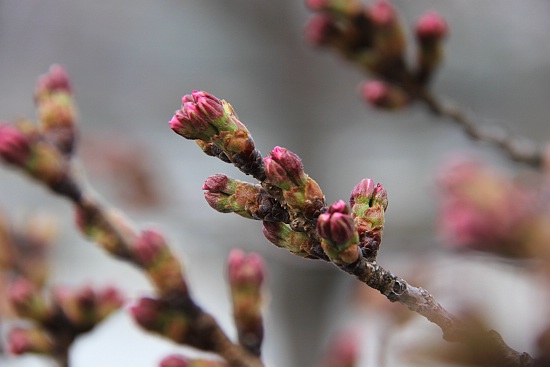 Cherry Blossom Report 2012: Kyoto Report