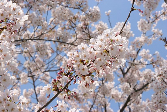 Cherry Blossom Report 2012: Fukuoka Report