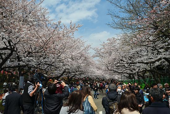 Cherry Blossom Report 2012: Tokyo Report