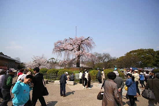 Cherry Blossom Report 2012: Kyoto Report