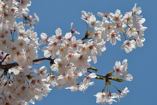 Cherry Blossom Report 2012: Yokohama Report