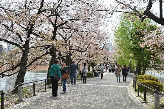 Cherry Blossom Report 2012: Tokyo Report