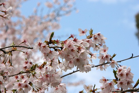 Cherry Blossom Report 2012: Kyoto Report