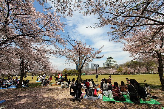 Cherry Blossom Report 2012: Osaka Report