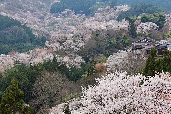 Cherry Blossom Report 2012: Yoshino Report