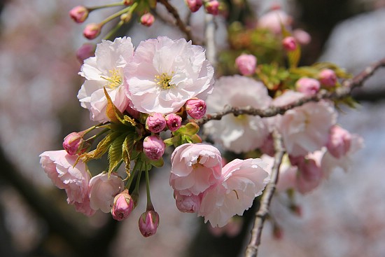 Cherry Blossom Report 2012: Kyoto Report