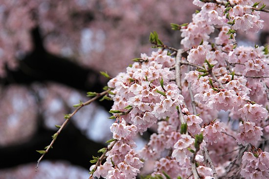 Cherry Blossom Report 2012: Takizakura Report