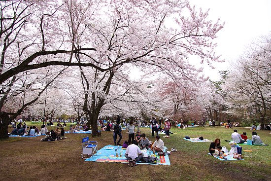 Cherry Blossom Report 2012: Hirosaki Report