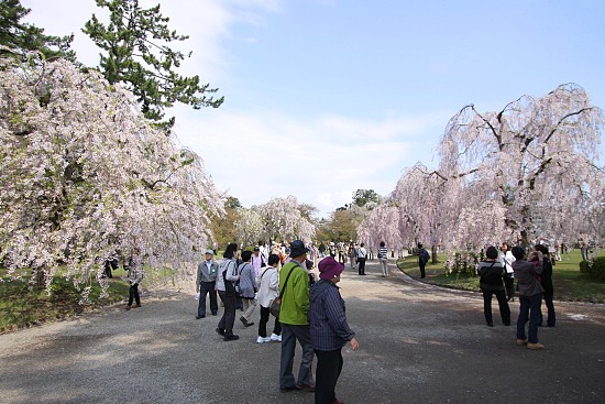 Cherry Blossom Report 2012: Hirosaki Report