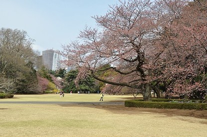 Cherry Blossom Report 2012: Tokyo Report