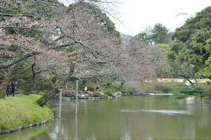 Cherry Blossom Report 2012: Tokyo Report