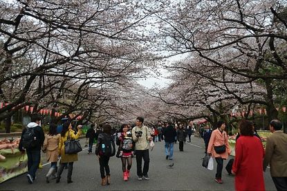 Cherry Blossom Report 2012: Tokyo Report